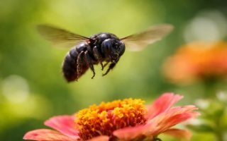 insecte-noir-vol-fleur-floue