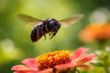 insecte-noir-vol-fleur-floue